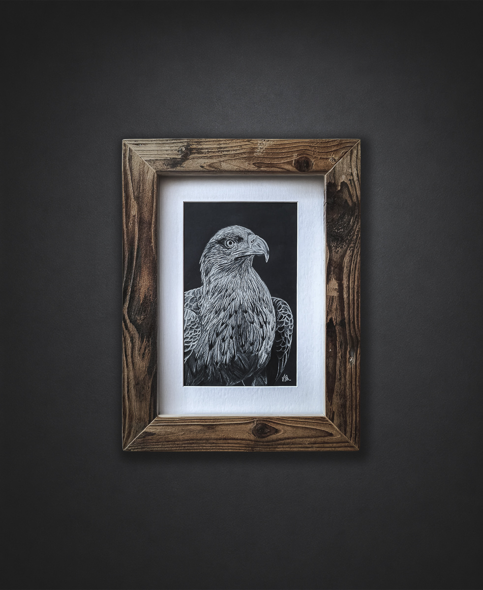 Adler Zeichnung